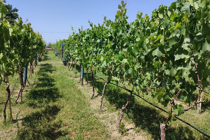 4 Group Tours Including Airport Transfers - Day 4 in Kakheti: bread-making, Bodbe nunnery, Sighnaghi walls, and tunnel wine cellars