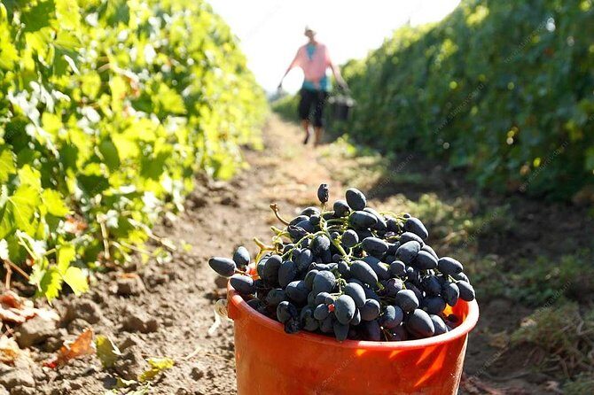Adjarian Mountains Waterfalls Wine Tour Best views from Batumi Kobuleti - Adjara wine house tasting: a history lesson you can actually taste
