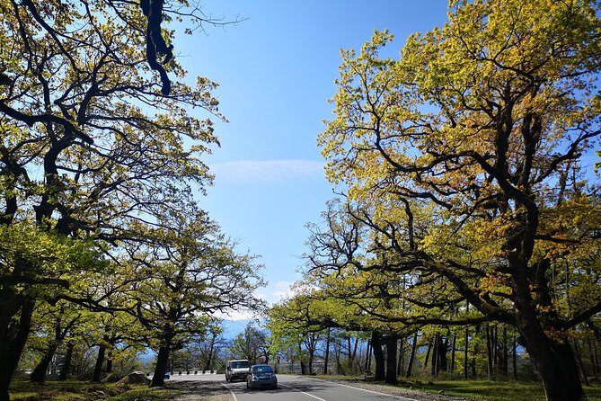 Amazing All inclusive Tour for 7 Days From Tbilisi - Day 7: Stalin Museum to UNESCO Churches at Mtskheta