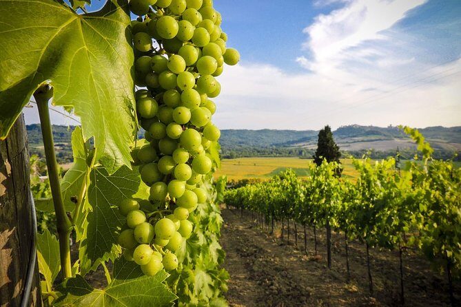 Grand tour to Kakheti for wine lovers: Telavi-Kvareli-Sighnaghi - Bodbe Monastery of St. Nino: A Serious Site With a Living Present
