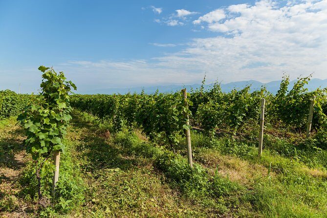 Highlights of Kakheti region-Signagi,Bodbe,Wine tasting(Private Tour) - Tbilisi Return: Turning Off the Day Without Losing the Vibe