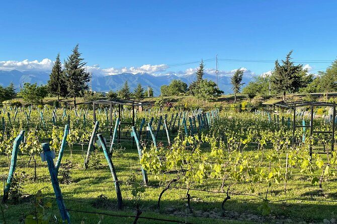 Kakheti.All inclusive Wine tour with family lunch - Key things I’d write on a sticky note