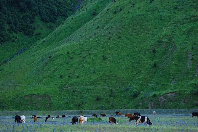 Kazbegi Adventure - Private Day Trip From Tbilisi with a Dinner + Masterclass - Kazbegi is the day trip that actually feels like Georgia