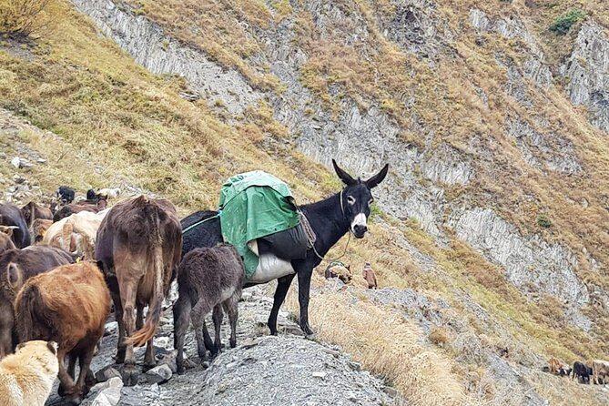 Kazbegi MOUNTAIN Tour (GLORY OF THE NATURE) + MANY NEW LOCATIONS - Kvemo Mleta spring water stop and what it adds to the day