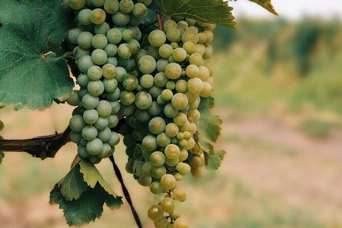 Private Day Trip to Kakheti Wine Region Including Wine Tasting - The 10:00 am start and how the 8-hour rhythm usually feels