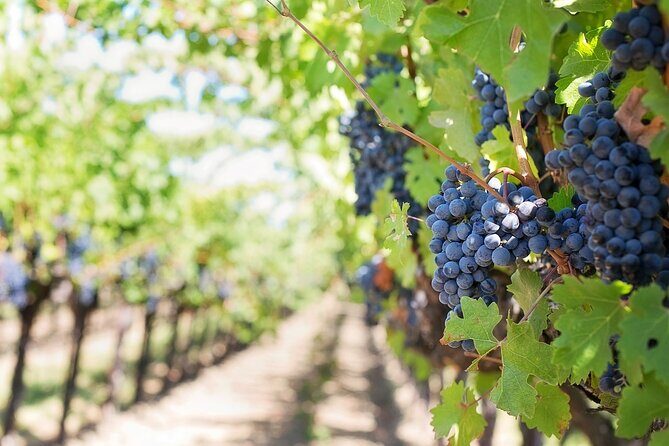 Private Day Trip to Kakheti Wine Region Including Wine Tasting - Practical tips so your Kakheti day doesn’t feel rushed