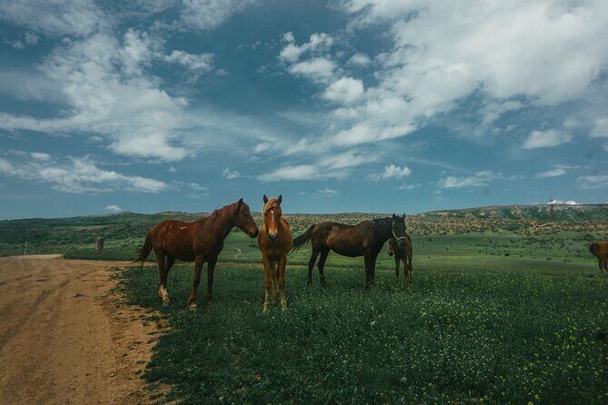 Private Horse Riding Adventure in Tbilisi - Price and Value: Is $49 for a Private Hour a Good Deal?