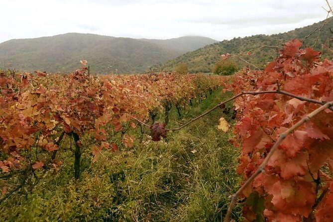 Private Tour to Mtskheta and Georgian Wine Tasting from Tbilisi - Price and Value: Is $188 Reasonable for This Day?