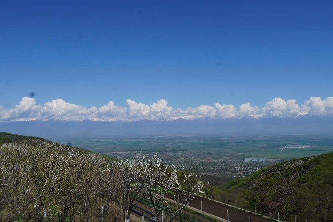 Secrets of Kakheti: Wine & Home-Cooked Lunch - Stop 1 at KTW Winery: learning the rhythm of Georgian winemaking