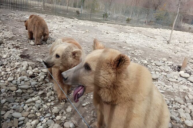 Tbilisi: Sabaduri Forest, Georgian Stonehenge & Bear Sanctuary - A value-packed winter half day from Tbilisi