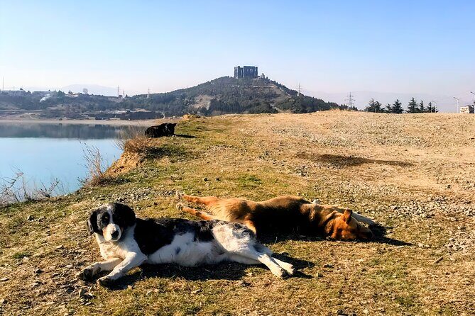 Tbilisi: Sabaduri Forest, Georgian Stonehenge & Bear Sanctuary - What to pack and plan for (snacks, shoes, and animal treats)