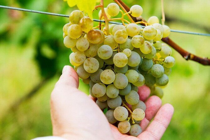 Whole day Wine Tour to Kakheti from Tbilisi - A one-day Kakheti circuit from Tbilisi: what you’re really signing up for