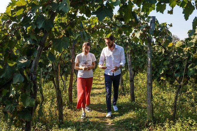 WINE & DINE Tour from Kutaisi - The winery visit begins at the vineyard behind the house