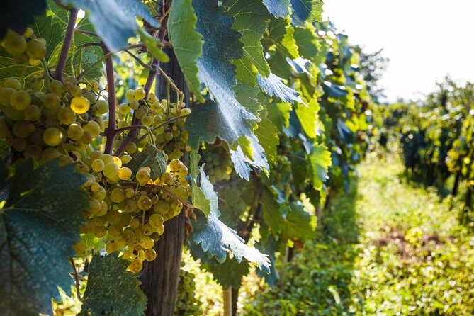 WINE & DINE Tour from Kutaisi - Small group energy: why the guide names keep showing up